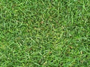 Kikuyu Turf